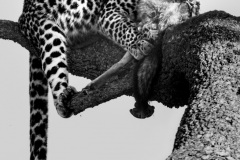 Leopard with kill  |  Maasai Mara National Park 2019