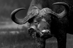 Buffalo  |  Maasai Mara National Park 2019