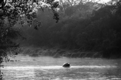 Hippo at sunrise  |  Maasai Mara National Park 2019