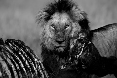 Ribs for dinner  |  Maasai Mara National Park 2019
