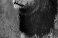 The King  |  Maasai Mara National Park 2019