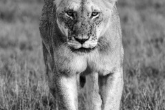 Lioness  |  Maasai Mara National Park 2019
