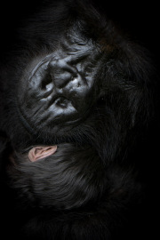 Mother & infant  |  Volcanoes National Park 2015