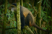 Golden Monkey  |  Volcanoes National Park 201