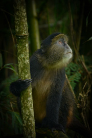 Golden Monkey  |  Volcanoes National Park 201