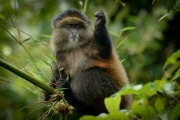 Golden Monkey  |  Volcanoes National Park 201