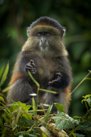 Golden Monkey  |  Volcanoes National Park 201