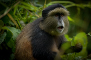 Golden Monkey  |  Volcanoes National Park 201