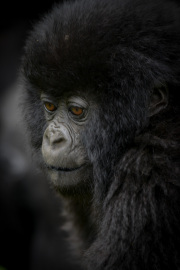 Volcanoes National Park 2015