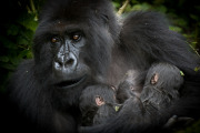 Isabukuru mother with twins   |  Volcanoes National Park 2015