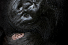 Mother & infant  |  Volcanoes National Park 2015