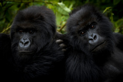 Brothers  |  Volcanoes National Park 2015