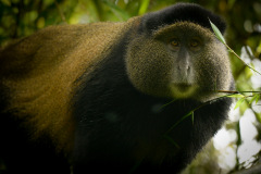 Golden Monkey  |  Volcanoes National Park 2015