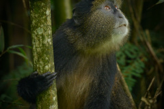 Golden Monkey  |  Volcanoes National Park 201