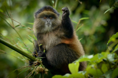Golden Monkey  |  Volcanoes National Park 201