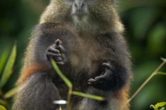 Golden Monkey  |  Volcanoes National Park 201