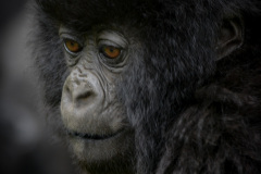 Volcanoes National Park 2015