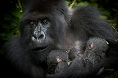 Isabukuru mother with twins   |  Volcanoes National Park 2015