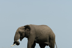 Sharlene-Rowling-Africa-28
